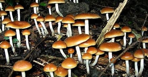 La Cura Per La Depressione I Funghi Allucinogeni Con Psilocibina