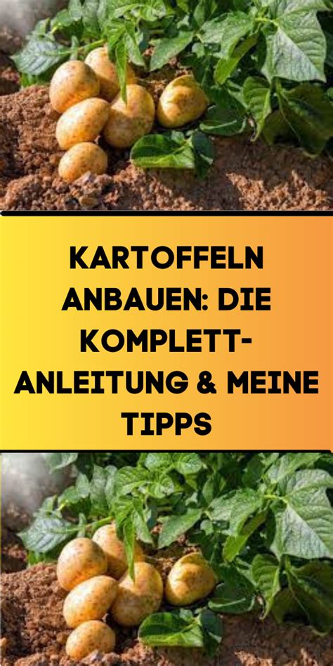 Kartoffeln Anbauen Meine Anleitung Tipps Artofit