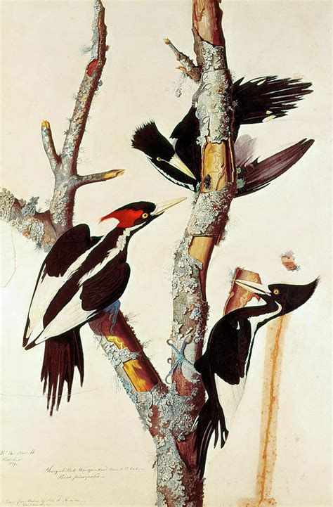 Audubon Woodpeckers Painting By Granger Fine Art America