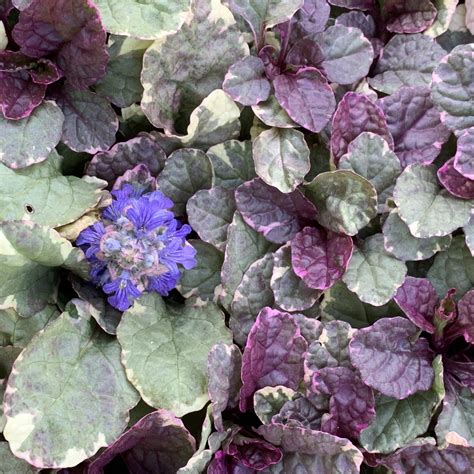 Ajuga Reptans Burgundy Glow 2g Groupe Jardin Pro Centre Jardin