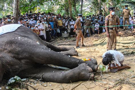 Sri Lanka's most sacred elephant dies aged 68 - LiCAS.news | Light for
