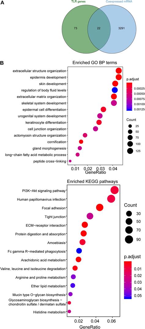 Frontiers Identification Of A Tlr Induced Four Lncrna Signature As A