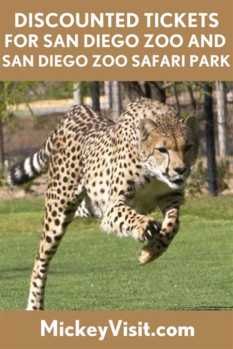 San Diego Zoo Tickets 2024: Get San Diego Zoo Discount Tickets Here!