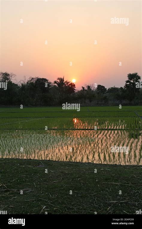 Green Paddy Field Hi Res Stock Photography And Images Alamy