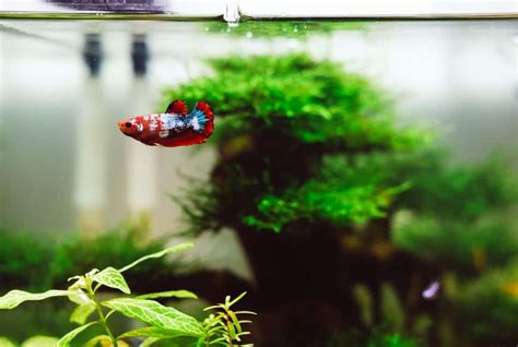 Best Tank Setup for Betta Fish: A Step-by-Step Guide