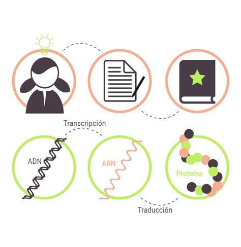 ¿qué Es El Arn Estructuras Tipos Y Funciones En La Célula