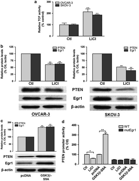 Loss Of E Cadherin Inhibits Pten Transcription By Gsk3β Inactivation