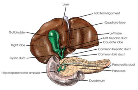 Rad Exam Part Biliary System Flashcards Quizlet