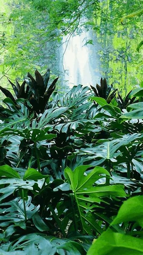 Earth Jungle Wallpaper Id 686798 Mobile Abyss - Tropical Forest Wallpaper Iphone (#2105112) - HD ...