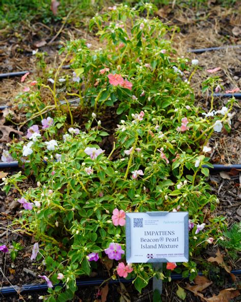 Impatiens Beacon Pearl Island Mixture Truck Crops Trial Garden