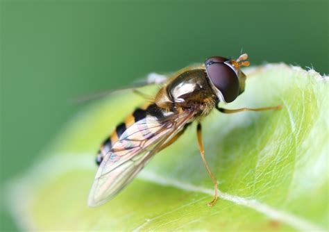 Photo de Epistrophe nitidicollis mâle La Galerie de Quel est cet Animal