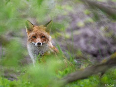 Najpiękniejsze zdjęcia przyrody z Szamotuł i okolic Natura powiatu