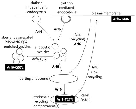 IJMS Free Full Text The Small GTPase Arf6 An Overview Of Its