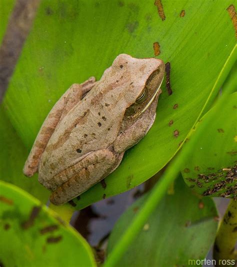 Chaco Tree Frog Alchetron The Free Social Encyclopedia