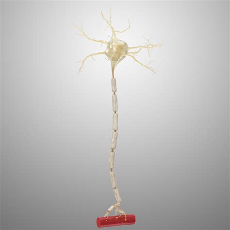 motor neuron  model turbosquid