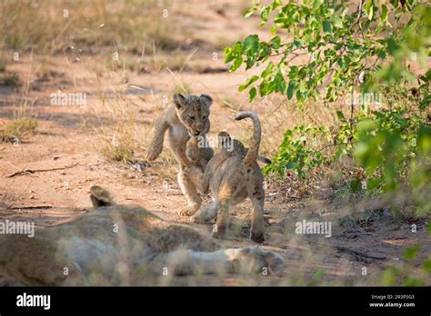 Baby lions playing Stock Photo - Alamy