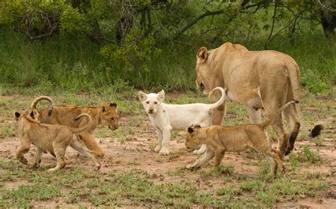 Where To See One Of The Only Wild White Lions In The World