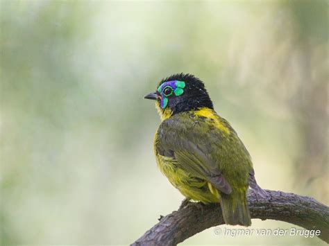 photo schlegels asity philepitta schlegeli observationorg