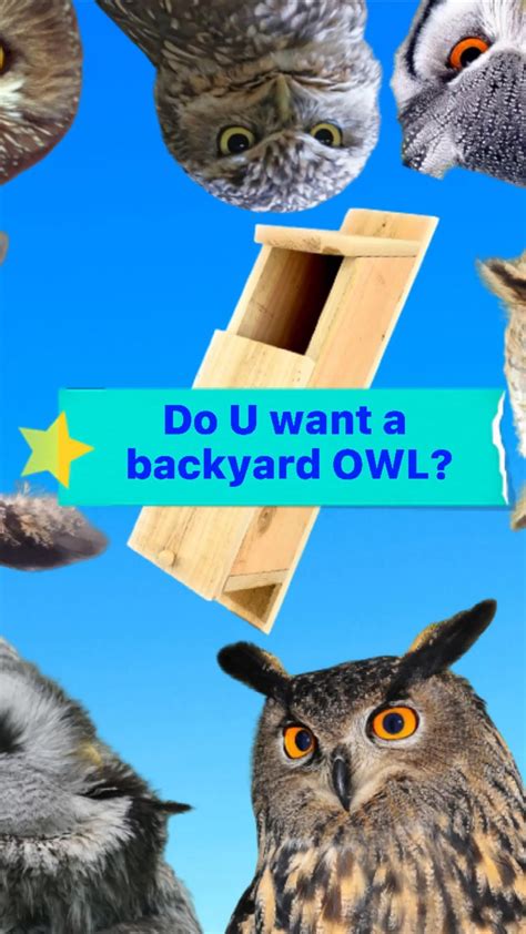 7 Proven Strategies That Attract Owls 2022 Artofit