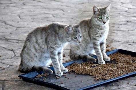 Feeding Station for the Stray Cats Stock Photo - Image of dirty, hunter ...