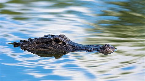 How Common Are Alligator Attacks Fox News