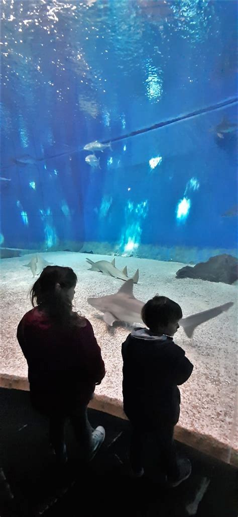 Visitare L Acquario Di Genova Con Bambini Le Esperienze Da Non Perdere