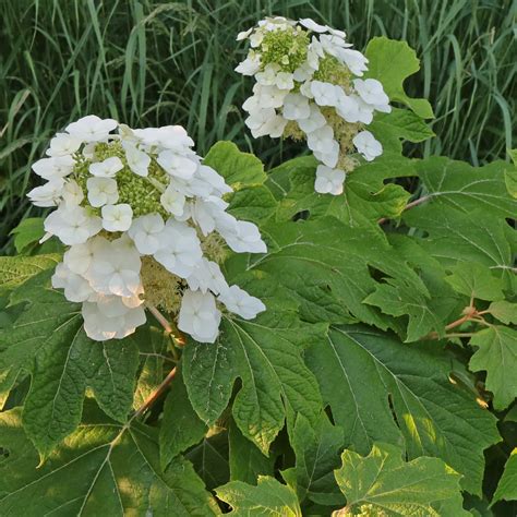 Hydrangeaceae