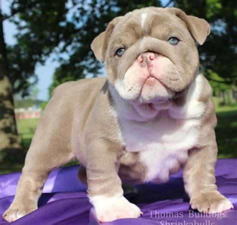 Lilac Tri Color English Bulldog