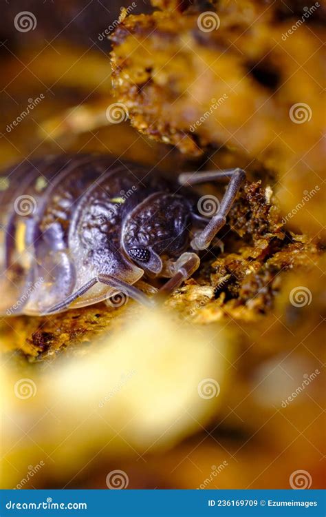 Pill Bug Armadillidiidae Stock Image Image Of Lice 236169709