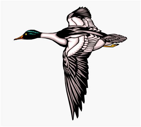 Mallard Ducks Flying Clipart