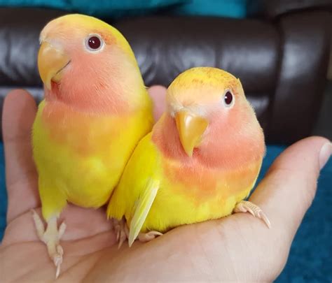 Peach Faced Lovebird Care Guide Info Price Love Birds Pet Bird