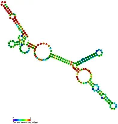 Types of RNA with Structure and Functions - Biology Notes Online