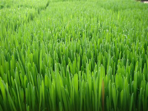 Wheatgrass Organic Sprouts And Microgreens