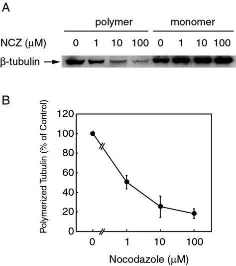 Effect Of Nocodazole On Polymerized And Unpolymerized Tubulin