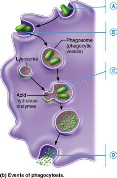 AAMC Practice Test 2 Bio Biochem Flashcards Quizlet