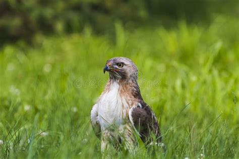 Hawk Falcon In Green Background Stock Image Image Of Green Birding