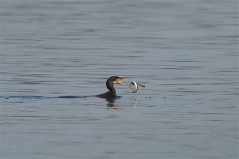 Schwimmende Kormoran & fliegende Aal Foto & Bild | tiere, wildlife ...