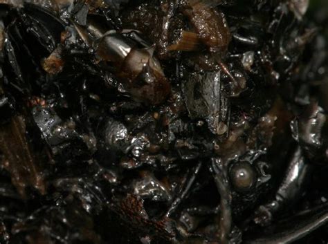 Skunk Droppings Filled With Beetle Parts | The Backyard Arthropod Project