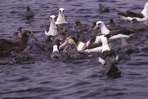 New Study—how To Save A Seabird