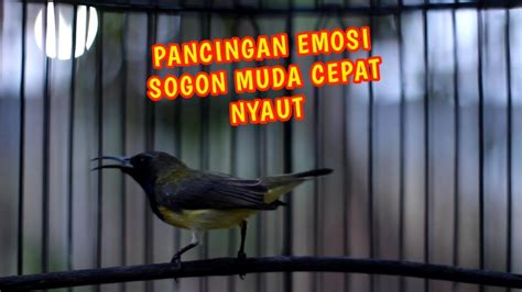 Cuit Cuit Sogon Ngriwik Nembak Paling Ampuh Untuk Pancingan Emosi Semua