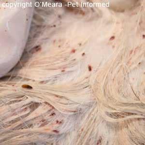 Flea Pictures - What do Fleas and Flea Infestations Look Like.