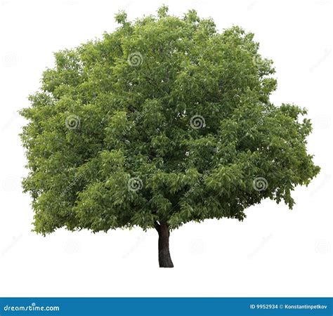 isolated tree stock photo image  flora natural rind