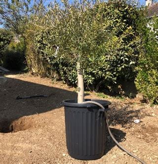 Top Quel Arbre Planter Dans Un Sol Argileux