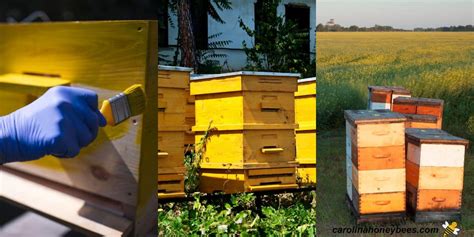 How To Paint A Beehive Step By Step Carolina Honeybees