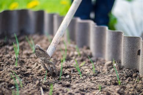 Lits De D Sherbage Avec Des Plantes Agricoles Poussant Dans Le Jardin