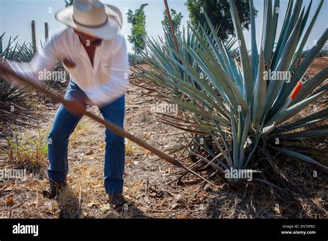 Harvesting Agave.plantation of blue Agave in Amatitán valley, near ...