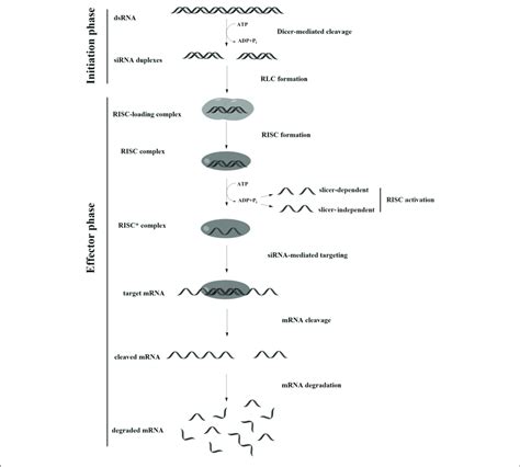 | RNA interference (RNAi) mechanism. | Download Scientific Diagram