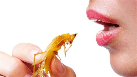 Would You Eat Insects? Here’s Why You Should Consider It!