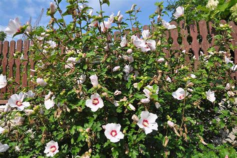 How To Grow And Care For Rose Of Sharon Gardener S Path Gardenerpath