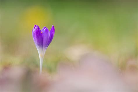 Krokus Im Fr Hlingslicht Forum F R Naturfotografen